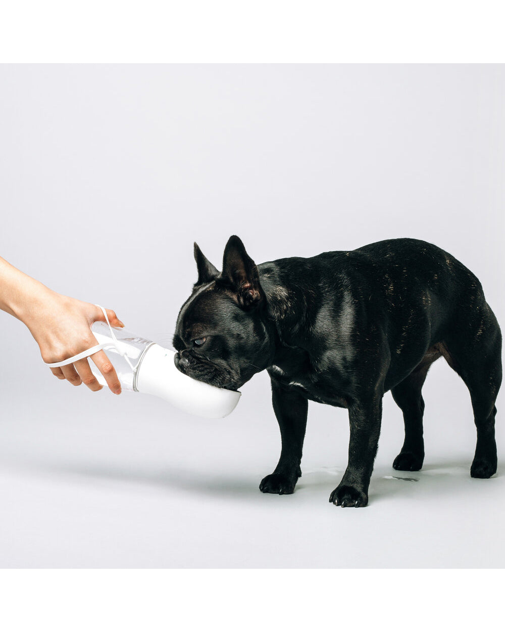 Thirsty Dog Bottle